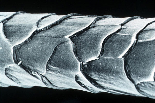 wool-fiber-scales-microscope